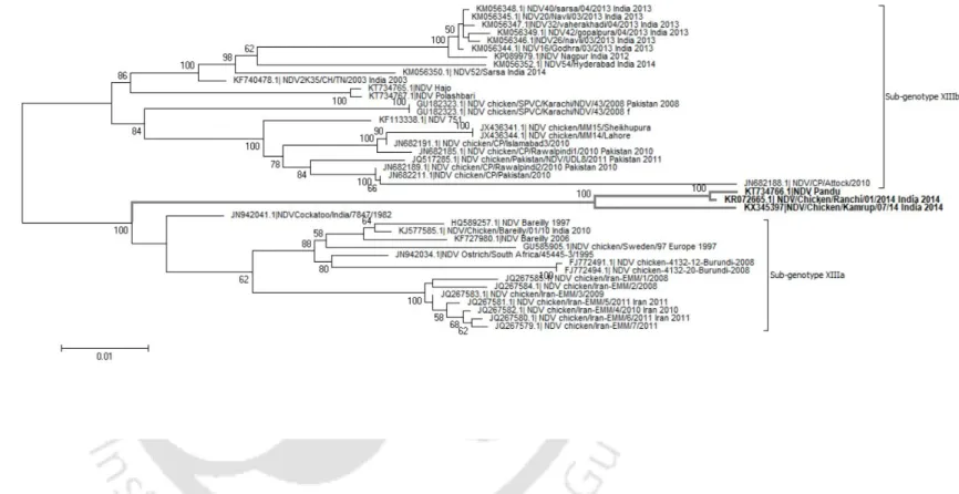 Figure 2.3c: Phylogenetic analysis of Newcastle disease virus strain Kamrup based on complete fusion gene of genotype XIII viruses