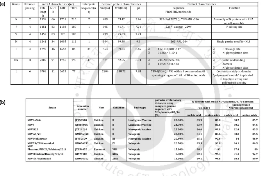 Table 2.1. Genetic characteristics of Newcastle disease virus  strain Kamrup (a). Nucleotide and deduced amino acid comparison of NDV strain Kamrup with  representative strains of NDV circulating in India and those used as standard vaccine strains (b)