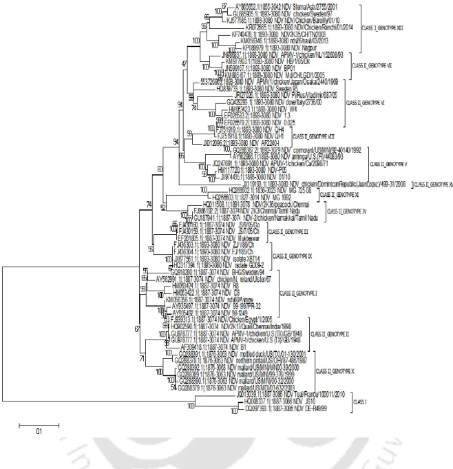 Figure 3.1. Phylogenetic analysis of Newcastle disease virus based on complete phosphoprotein gene  of  different  genotypes