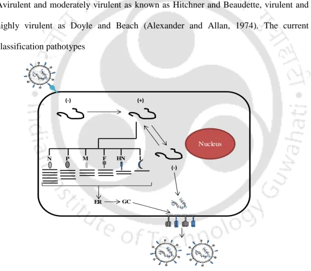 Characterization Of Virulent Newcastle Disease Virus Isolate From India Its Attenuation And