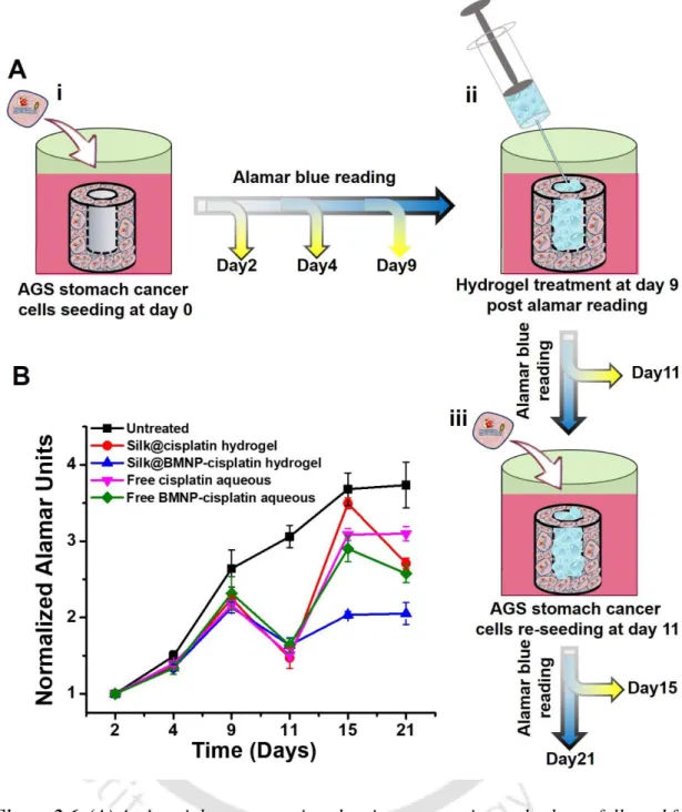Figure 2.6. (A) A pictorial representation showing an experimental scheme followed for  functionality assessment of injectable silk hydrogel over AGS cells cultured on 3D silk  scaffold