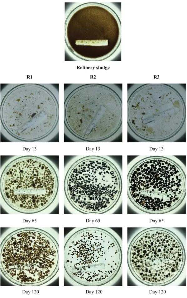 Fig. 5.1. Images of refinery sludge and granules at 1.0 mM (day 65) and 5.0 mM (day 120) of NHCs concentrations.