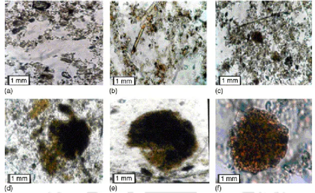 Fig. 1.1. Micrographs of the aerobic granulation process: (a) seed sludge; (b) microbe multiplication phase; (c) floc appearance phase; (d) floc cohesion phase; (e) mature floc phase; (f) aerobic granule phase (Hailei et al., 2006).