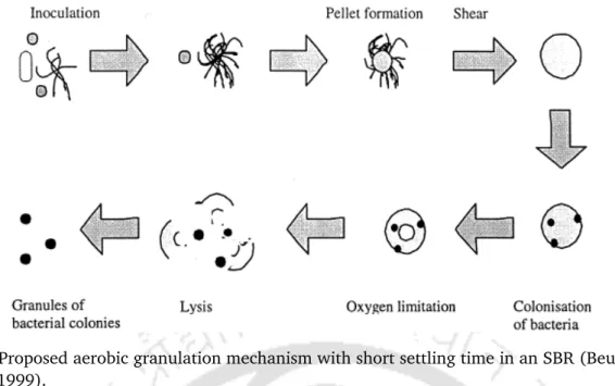 Fig. 1.2. Proposed aerobic granulation mechanism with short settling time in an SBR (Beun et al., 1999).