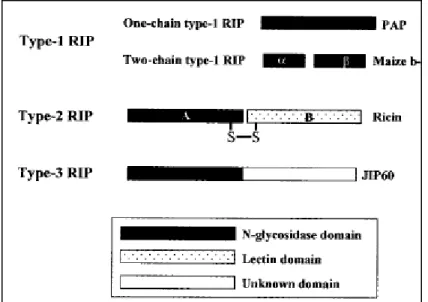 Figure 3.1: Structure of Different Types of RIPs 