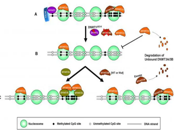 AND 3B IN HUMAN CANCER