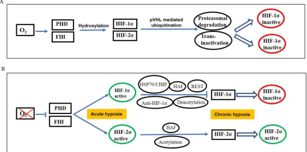 Figure  1.  Oxygen-dependent  regulation  of  hypoxia  inducible  factors  HIF-1α  and  HIF-2α