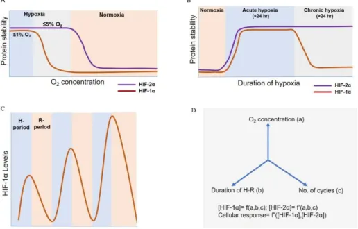 Figure 2. Dynamics of HIF-1α/HIF-2α stabilization under different O 2  levels and acute, chronic and  cyclic hypoxia