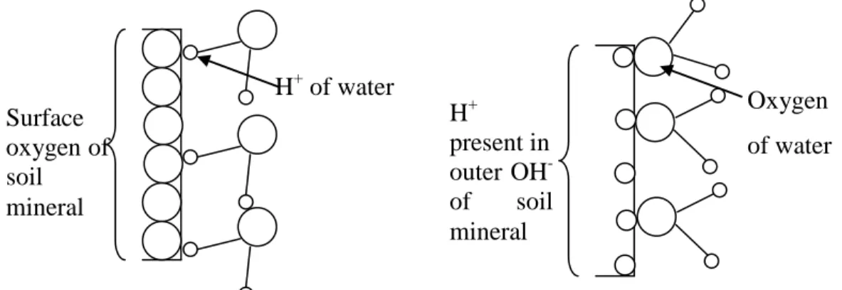 Fig. 2.6 Water adsorption by hydrogen bond in soil minerals 