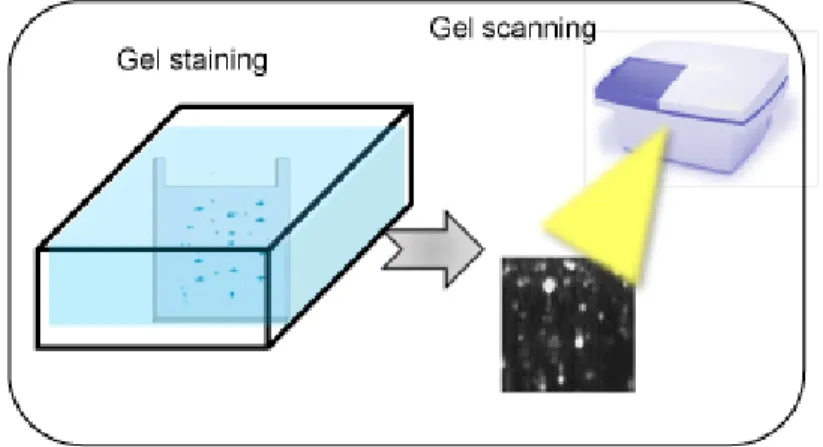 Fig 5. A schematic of phosphostaining procedure 