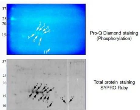 Fig 6. Dual Staining to identify phosphoproteome and total proteome 
