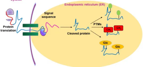 Fig 1. An overview of post-translational modifications (PTM) 