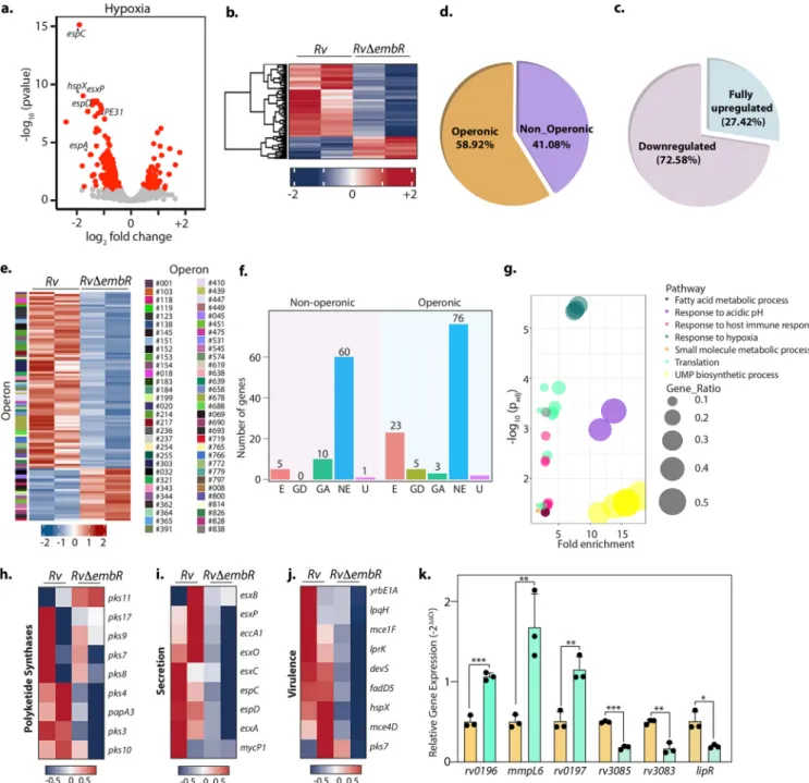 FIG 7 EmbR modulates the expression of various essential genes during hypoxia. (a) Volcano plot illustrating differentially expressed genes (DEGs) in Rv compared with Rv D embR strain during hypoxia
