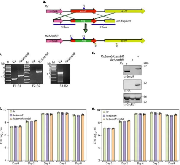 FIG 2 Generation and characterization of Rv D embR mutant. (a) Pictorial representation of the genetic organization of embR loci in Rv and Rv D embR mutant