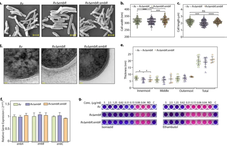 FIG 3 EmbR does not in ﬂ uence mycobacterial cell wall architecture. (a to c) Cultures of Rv, Rv D embR, and Rv D embR::embR strains were grown until an OD 600 of ; 0.6 in 7H9-ADC medium and ﬁ xed