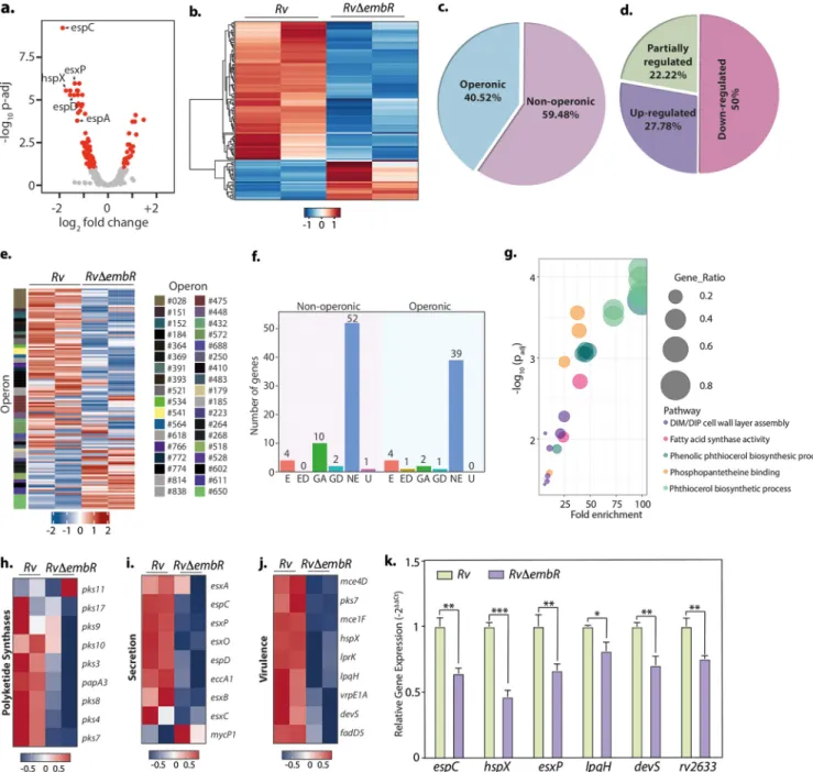 FIG 5 EmbR modulates the expression of various polyketide synthases, virulence factors, and secretory proteins
