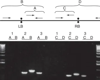 Fig. 4.2. PCR analysis to screen for beyond T-DNA border transfer. The scheme  gives the primer combination used for the inside border (reactions A,C) and outside  border amplicons (B,D)
