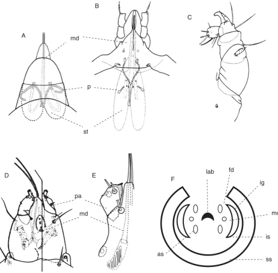 Fig. 2.4.  Gnathosomal structures. (A) Dorsal view of gnathosoma of Tetranychus urticae Koch; 