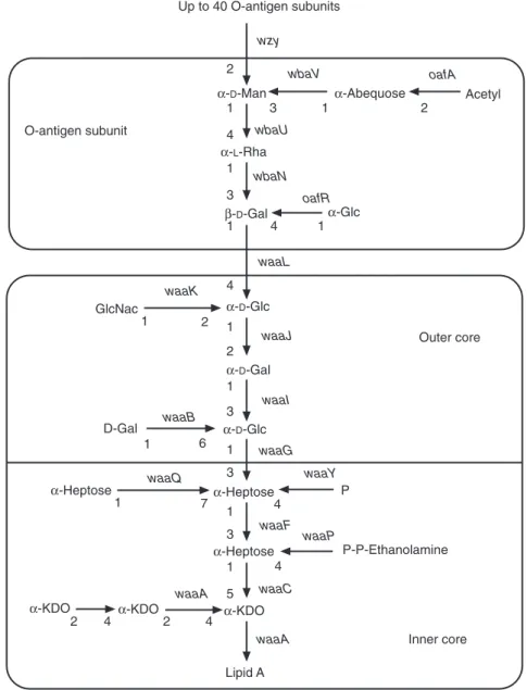 Fig. 1.1. Chemical structure of Salmonella enterica subsp. enterica serovar Typhimurium lipopolysaccharide (adapted from Raetz, 1996, and the Bacterial Polysaccharide Gene Database)