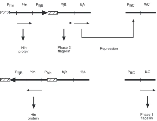 Fig. 1.2. Flagellar phase inversion system in Salmonella. Promoters are indicated with capital P