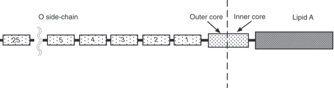 Fig. 2.2. Schematic representation of the structure of S-form lipopolysaccharide. Lipid A is joined, via the inner- and outer-core oligosaccharide, to the repeating oligosaccharide that forms the O side-chain