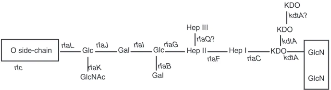 Fig. 2.4. The structure of the lipopolysaccharide core oligosaccharide of Salmonella. Genes known to be required for the synthesis of the core at various points are shown.