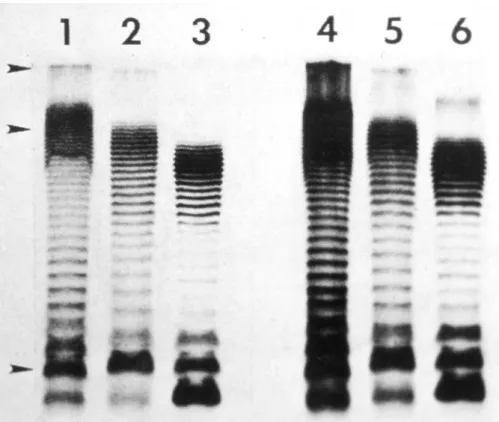 Fig. 2.5. Silver stained polyacrylamide gel of Salmonella lipopolysaccharide showing ladder banding from the presence of different lengths of O side-chain (from Peterson and McGroarty, 1985, with permission from the Journal of Bacteriology).