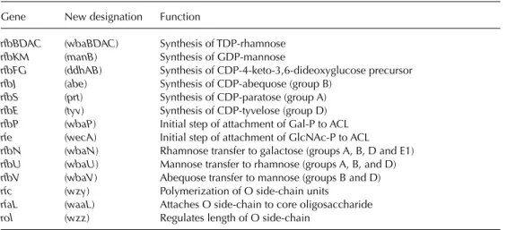 Table 2.2. Genes involved in the synthesis of the O side-chain.