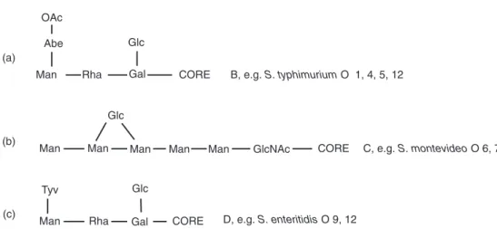 Fig. 2.8. Representative O side-chain repeat units from Salmonella typhimurium (group B), S