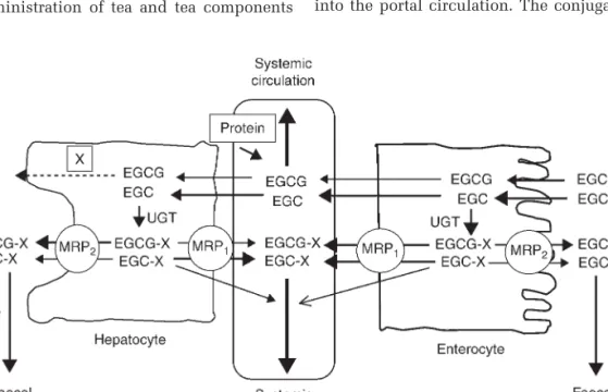Fig. 4.3. Proposed integration of factors affecting tea polyphenol bioavailability.