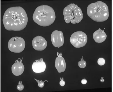 Fig. 2.1. Genetic variation in fruit colour, shape and size in the genus Lycopersicon