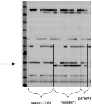 Fig. 2.5. Mapping of a resistance gene by cosegregation with AFLP markers. Arrow indicates the marker that is linked to resistance.