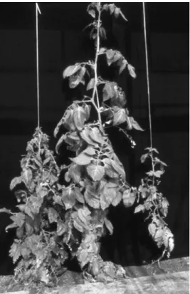 Fig. 2.11. Heterosis in the genus Lycopersicon: a hybrid (middle) from an