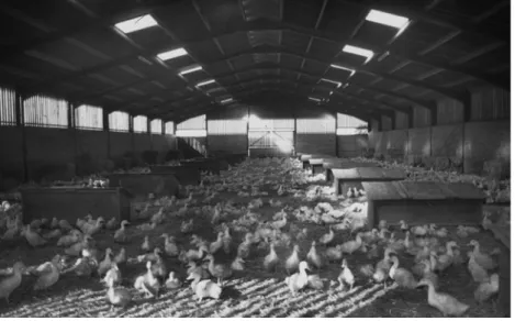 Fig. 2.2.  Tropical breeding accommodation (photographer unknown).