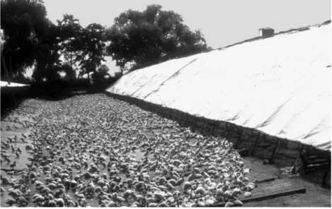 Fig. 3.1.  Semi-intensive brooding accommodation with access to water.