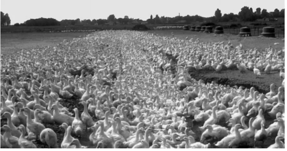 Fig. 3.2.  Rearing table duckling on open range with access to water for bathing.