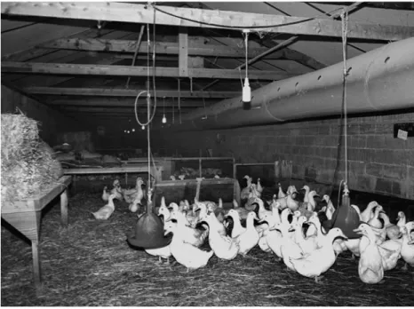 Fig. 3.6.  Intensive breeding accommodation with fresh air supplied through  pressurized tubular ducting.