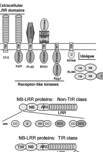 Fig. 5.1.  Multi-domain structures of the proteins encoded by major classes of dominant R  genes