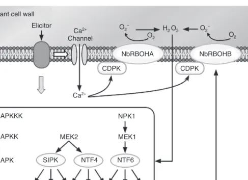 Fig. 3.2.  Model for RBOH regulation by CDPK. The elicitor induces Ca 2+  influx. Increase of  intracellular Ca 2+  concentration provokes Ca 2+  binding to EF-hand motifs of CDPK and RBOH  N-terminal region