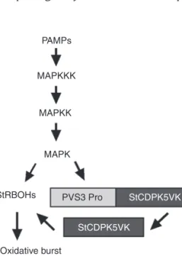 Fig. 3.3.  Schematic representation of induction mechanism of oxidative burst in transgenic  potato plants attacked by pathogens