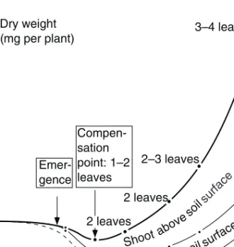 Fig. 4. Dry weight changes at germination and early plant development. Measurements in a growth- growth-chamber experiment with two-row barley at Uppsala (Håkansson, 1981)