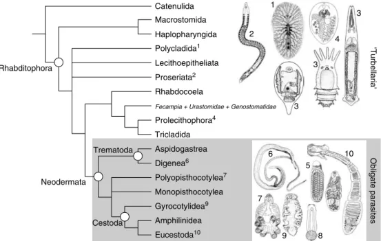 Figure 1.2 provides a consensus view of the major flatworm groups and a hypothesis of their interrelationships based on molecular and  mor-phological estimates (Littlewood et al., 1999b);