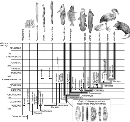 Fig. 1.5. Phylogeny of the deuterostomes indicating position of oldest fossil taxa against the geological record