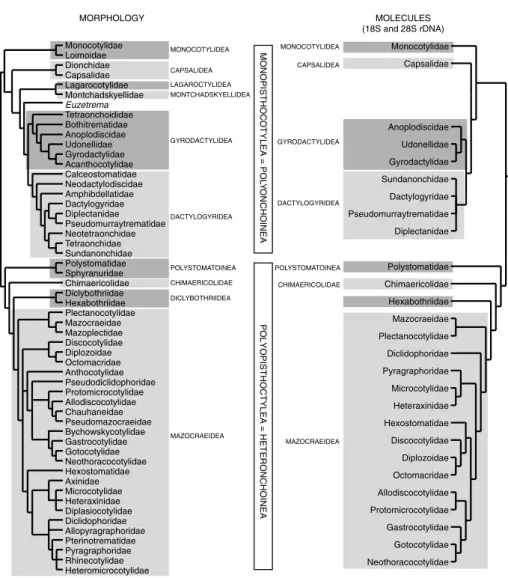 Fig. 1.7. Interrelationships of the Monogenea. An extensive morphological analysis by Boeger and Kritsky (2001) is largely supported by a preliminary molecular analysis by Olson and Littlewood (2002).