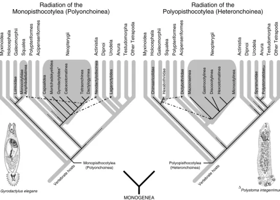 Fig. 1.8. The two main groups of Monogenea each diverged with the Chondrichthyes and Osteichthyes, suggesting a relatively ancient origin