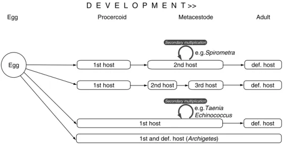 Fig. 1.9. Life-cycle variations among the Cestoda, indicating the position of the main developmental stages in relation to hosts