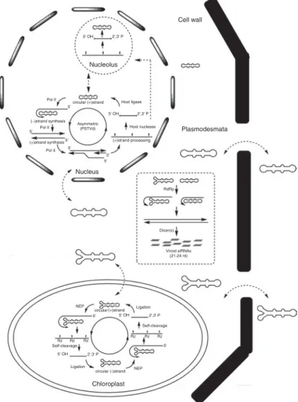 Fig. 6.2.  Rolling circle replication schemes for Pospiviroids and Avsunviroids together with potential  pathways for generation of viroid-specific siRNAs