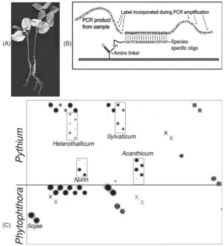 Fig. 7.1.  (A) Root rot symptoms on soybean plants from the Phytophthora nursery at  the Central Experimental Farm, Ottawa
