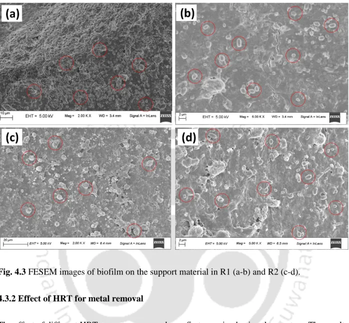 Fig. 4.3 FESEM images of biofilm on the support material in R1 (a-b) and R2 (c-d). 