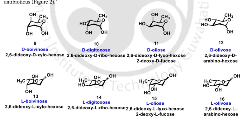 Figure 2: Naturally Occurring 2,6-Dideoxy Sugars 2.1.3 Biological Importance of Deoxy Sugars:  